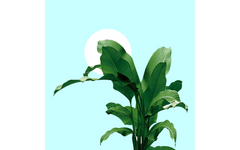 Botanical Plant and Balloon