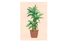 Potted Plant