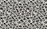 Monochrome Daisies