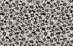 Monochrome Daisies