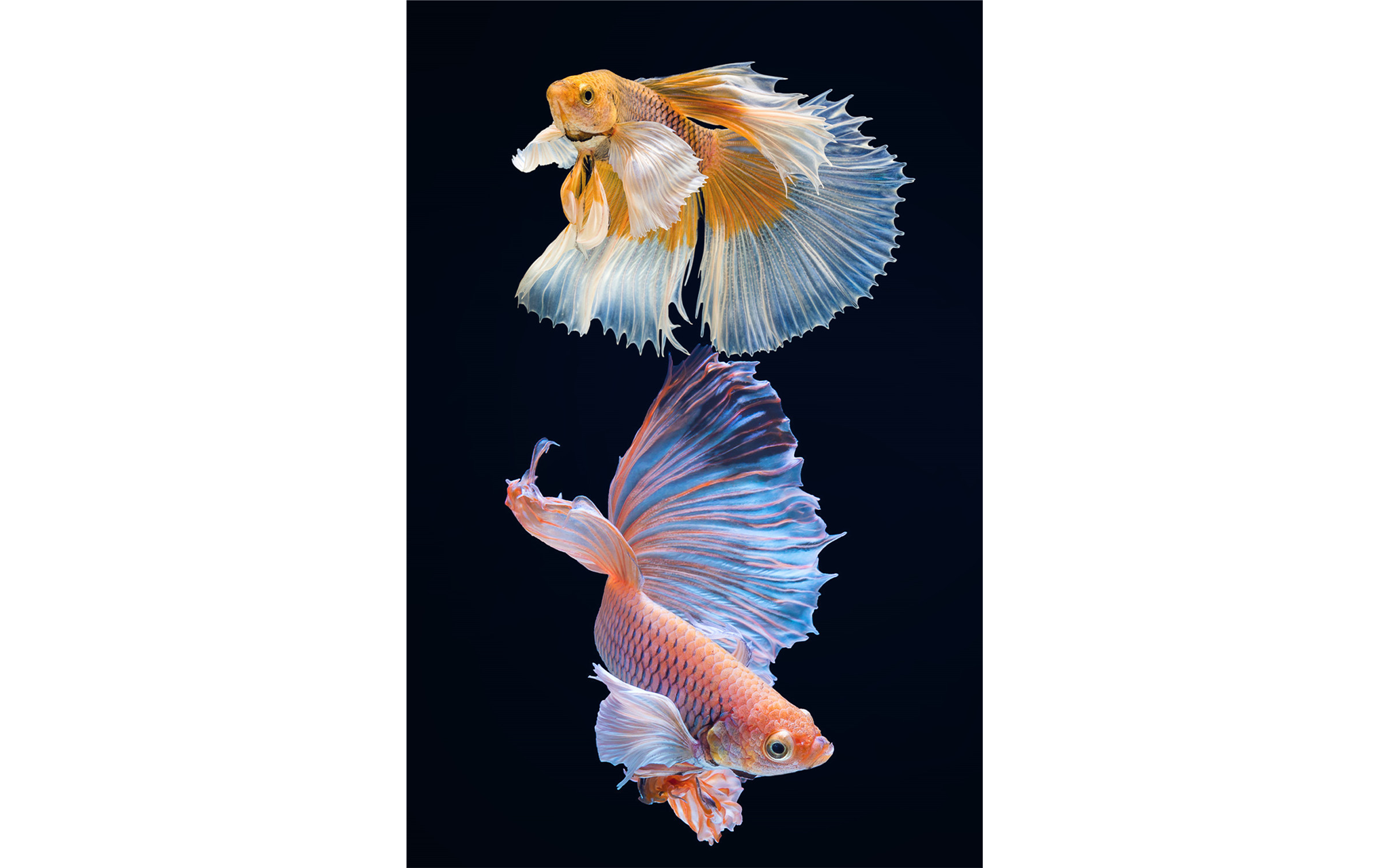 Artsy Fish