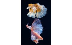 Artsy Fish