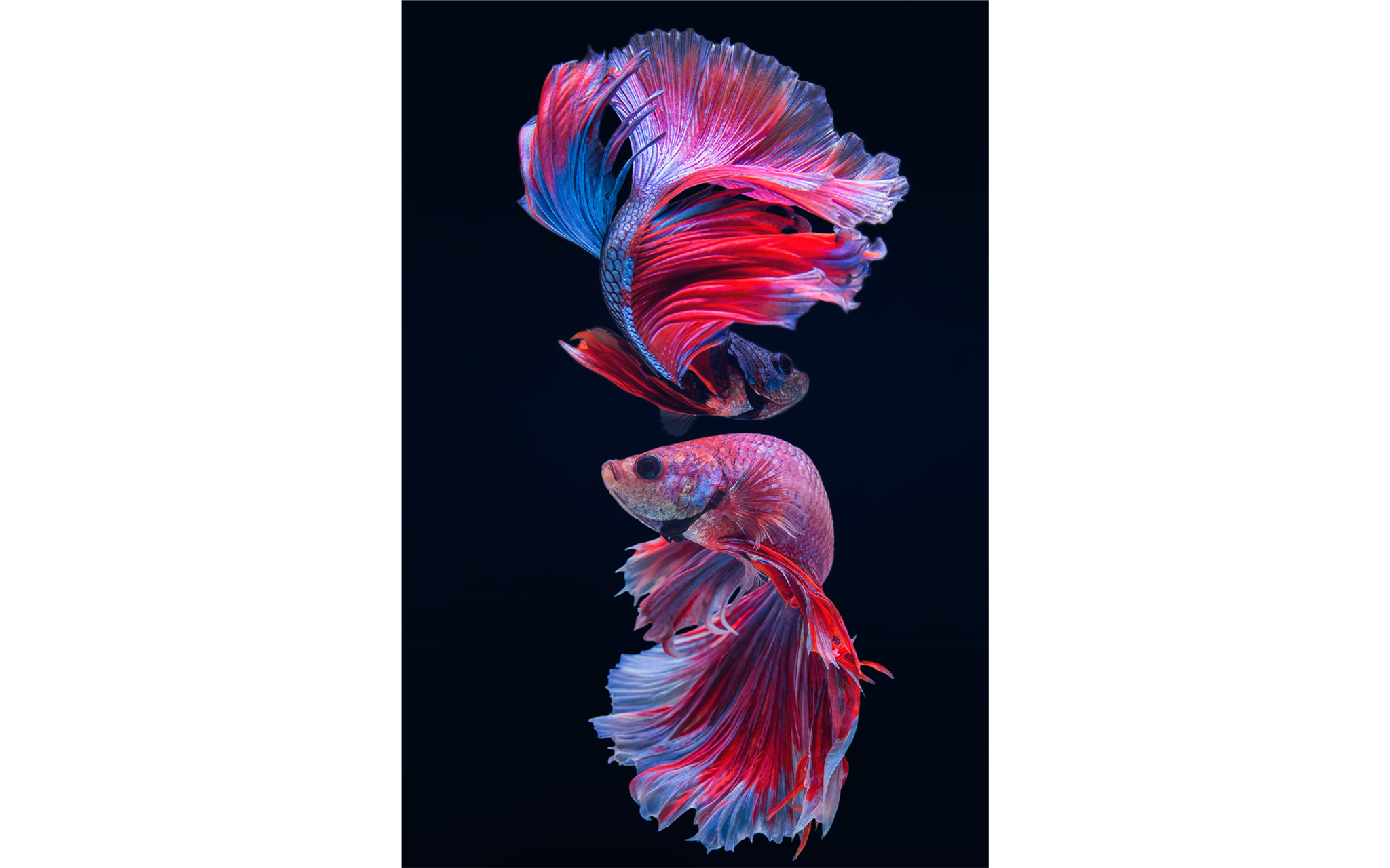 Artsy Fish