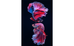 Artsy Fish