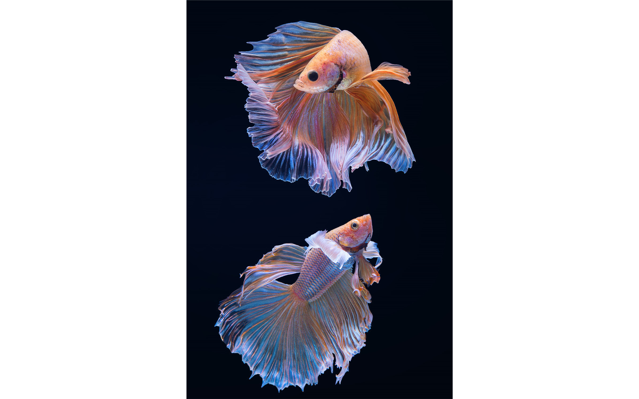Artsy Fish