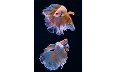 Artsy Fish