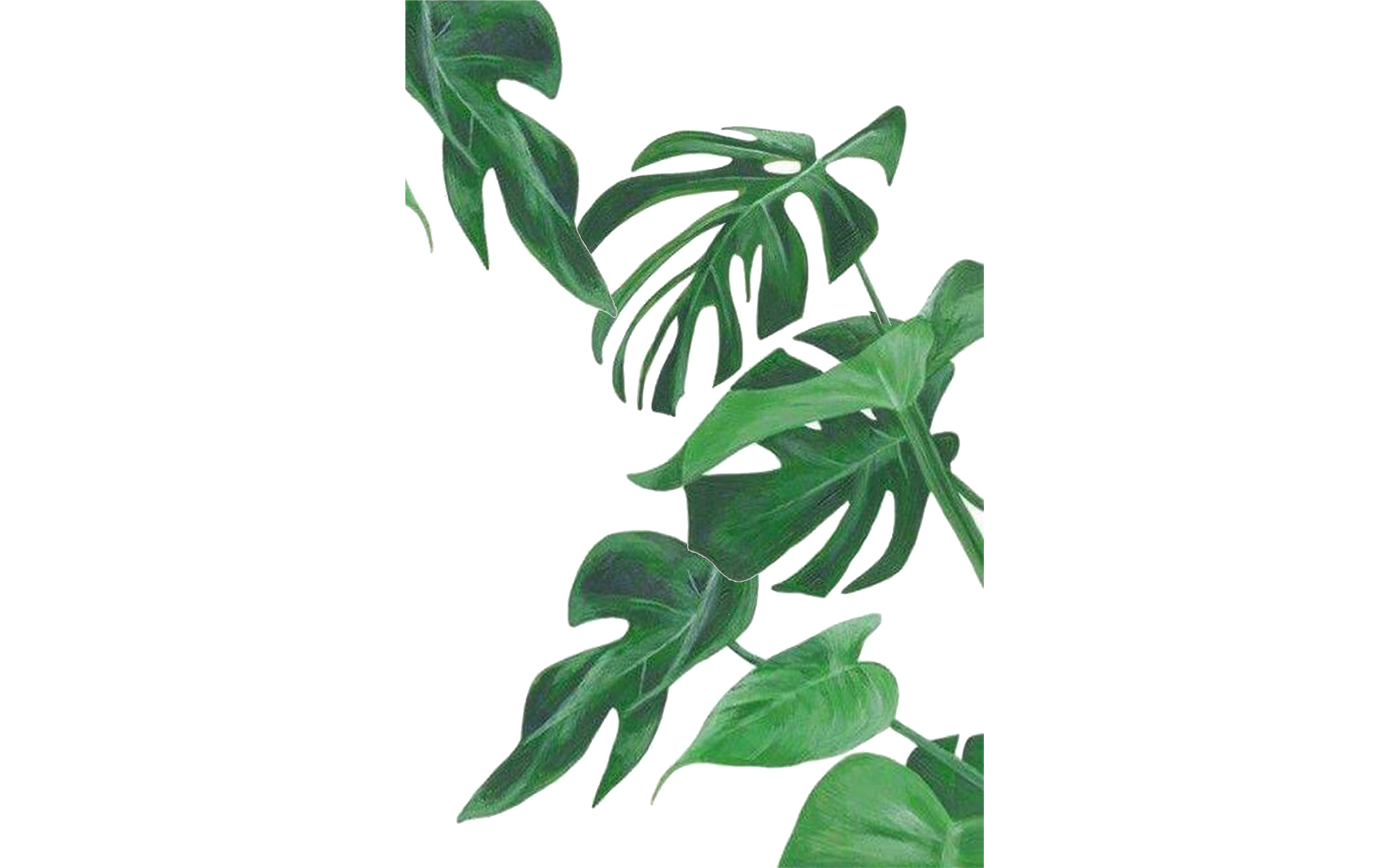 Green Plants