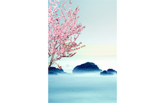 Cherry Blossom View