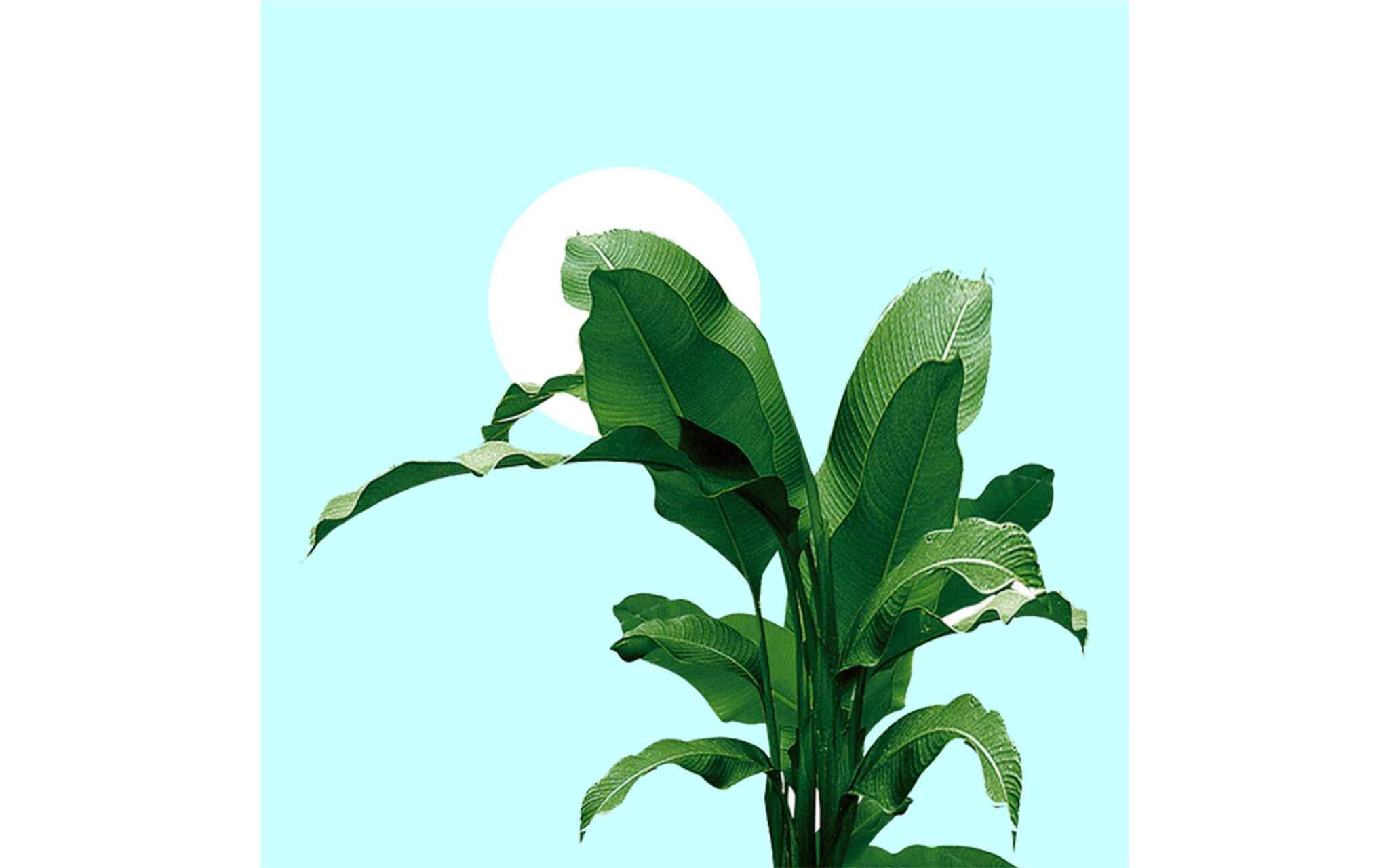Botanical Plant and Balloon
