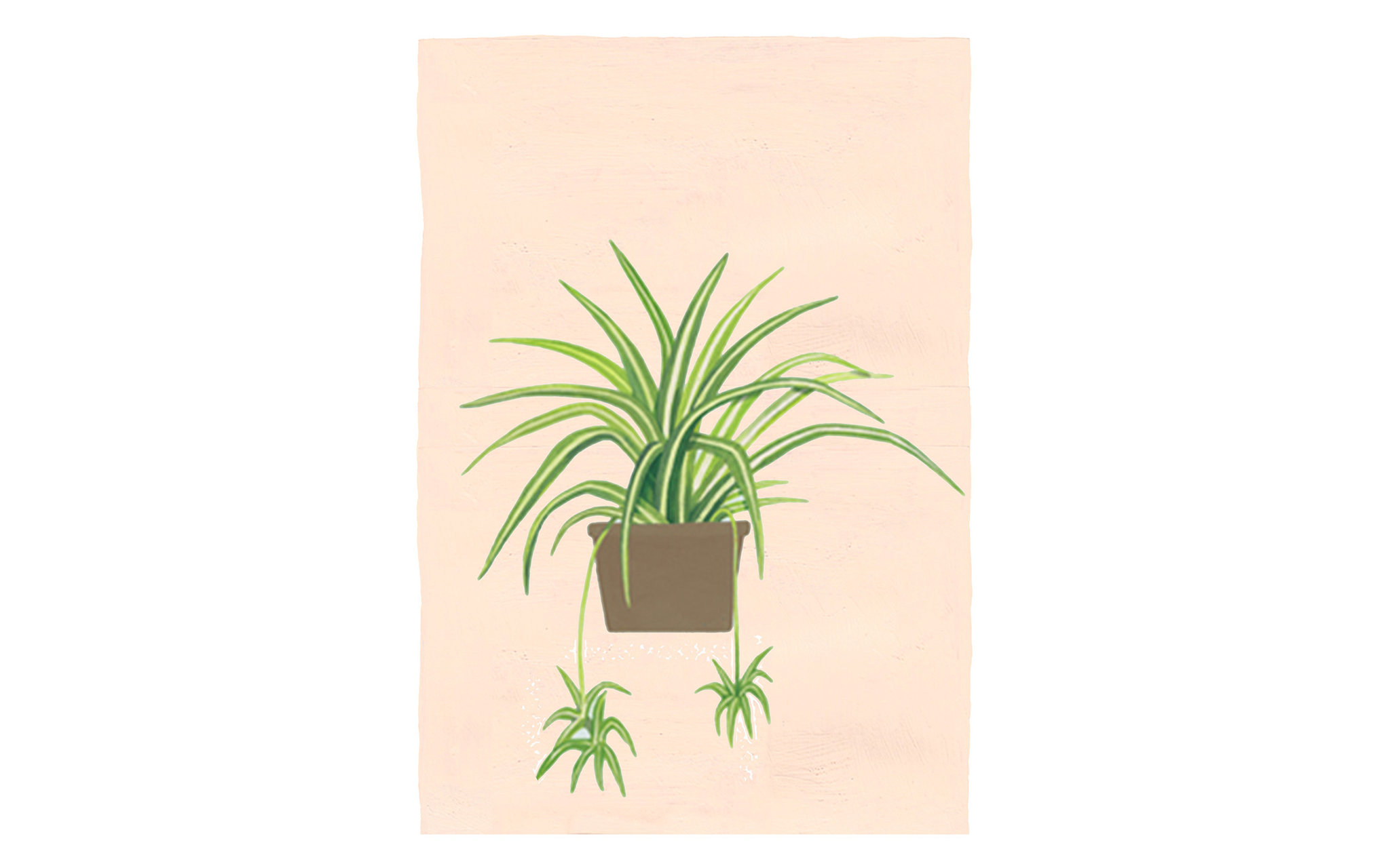 Potted Plant