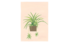 Potted Plant