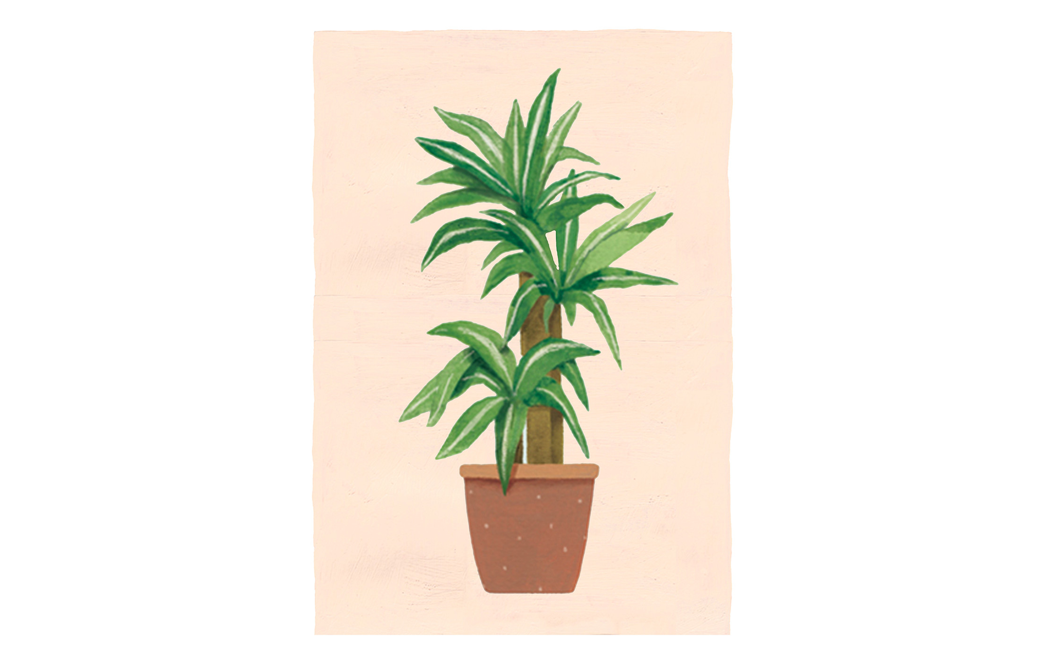 Potted Plant