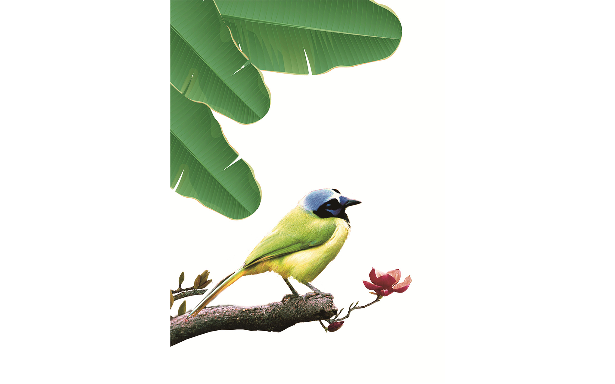 Exotic Small Birds on Leaf