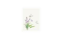 Flowers and Butterflies