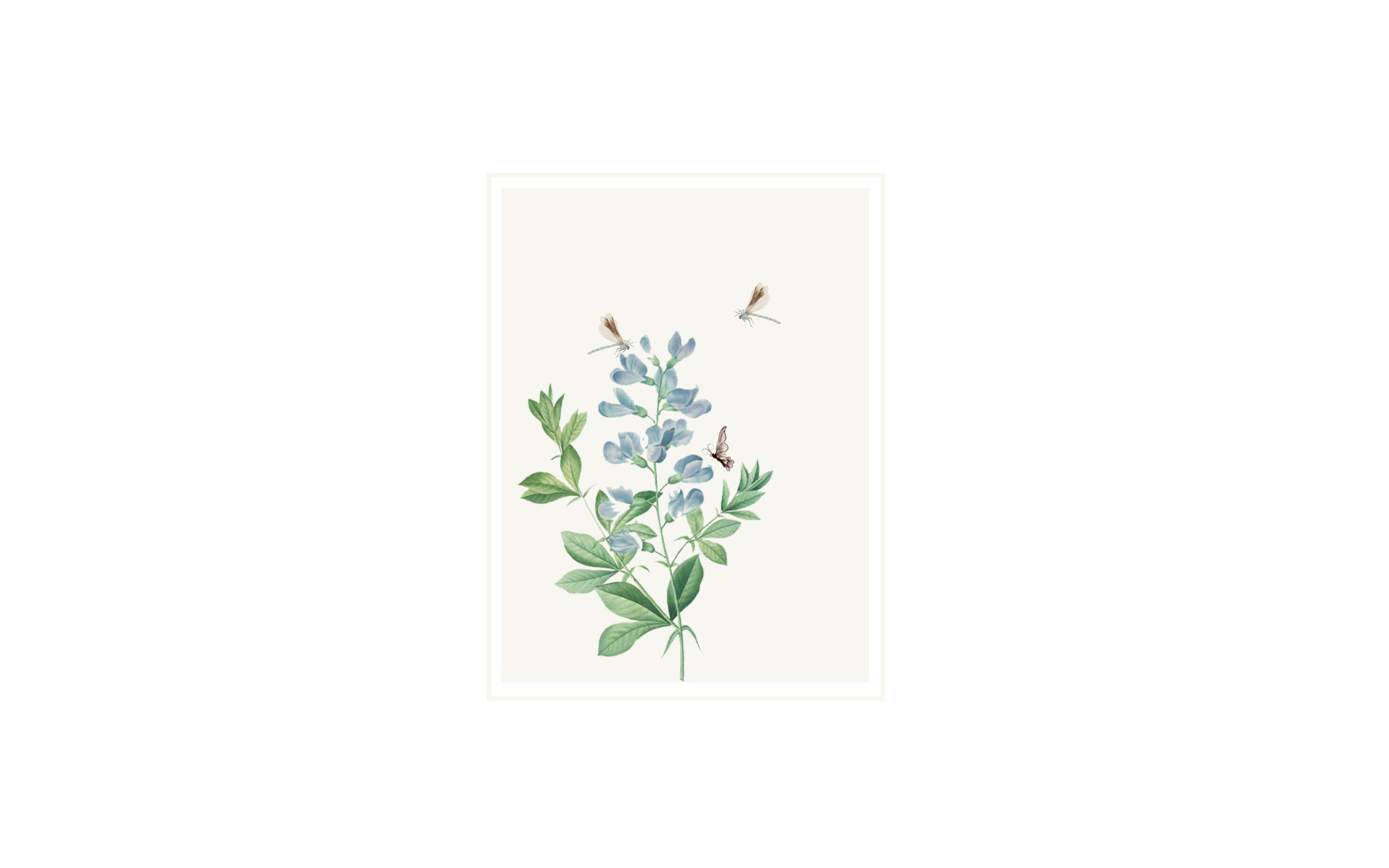 Flowers and Butterflies
