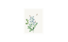 Flowers and Butterflies
