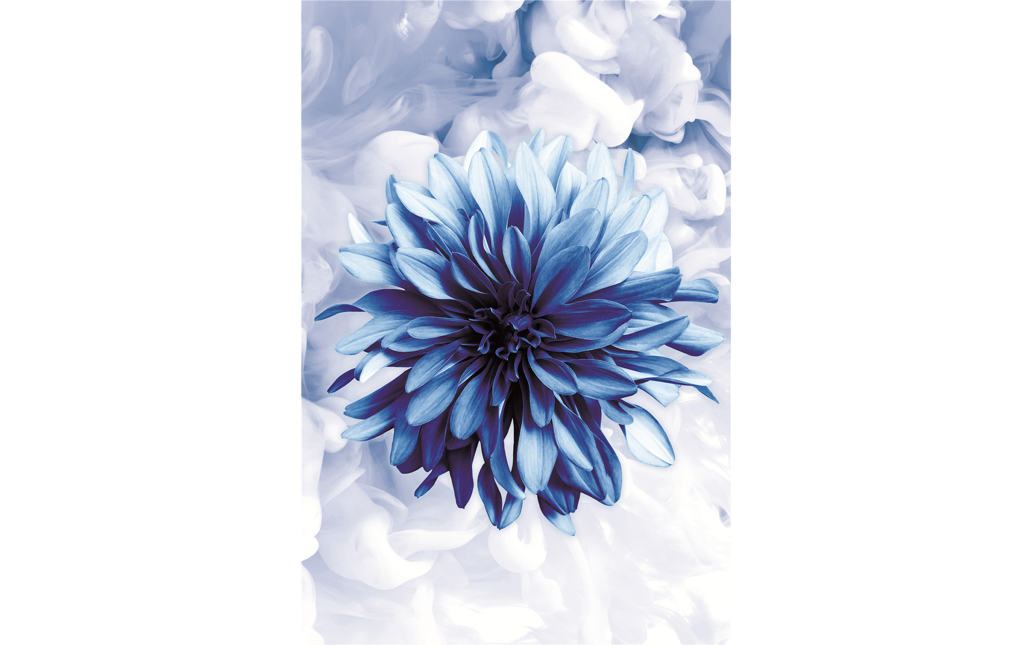 Blue Chrysanthemum Flower