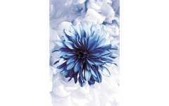 Blue Chrysanthemum Flower