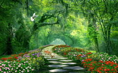The Morning Garden