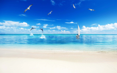 Dolphins and Birds near Seashore