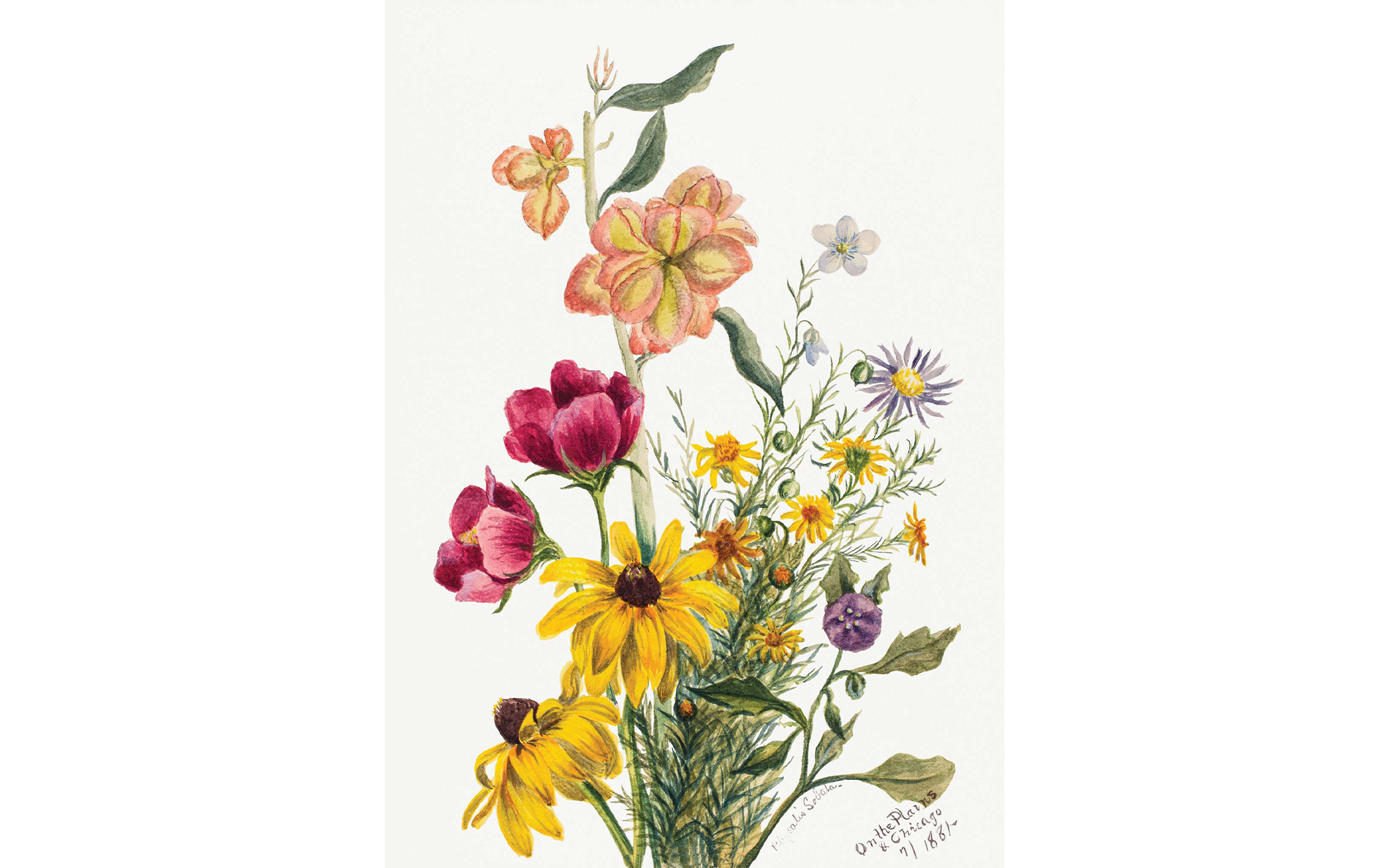 Group of Flowers