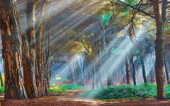 Nostalgic Forest