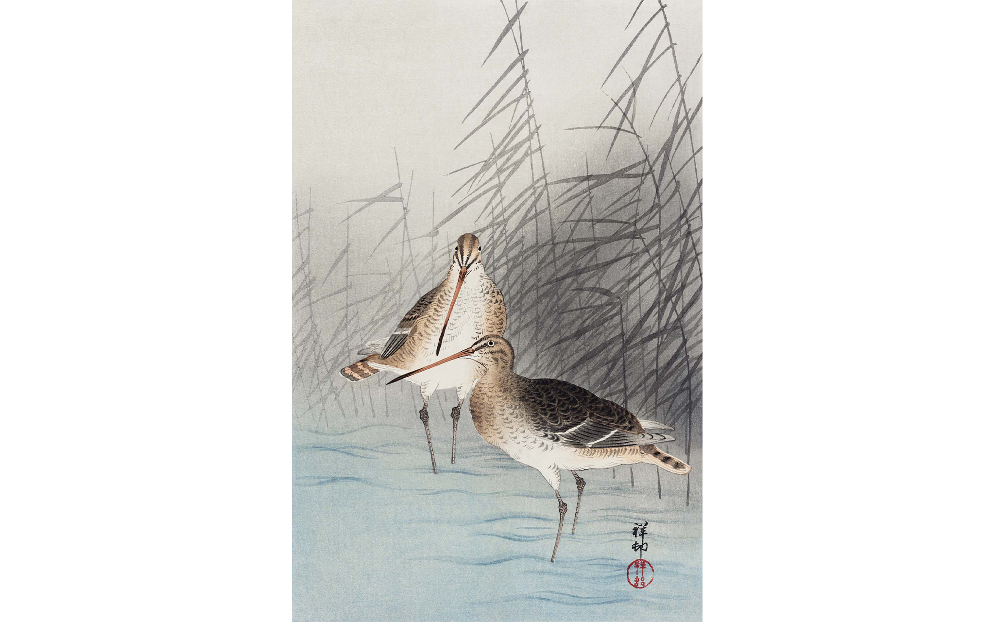 Long Beak Birds