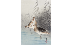 Long Beak Birds